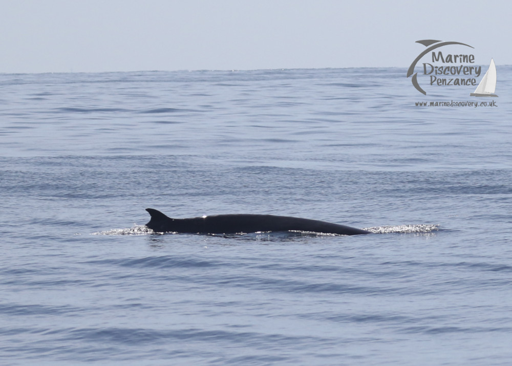 minke whale