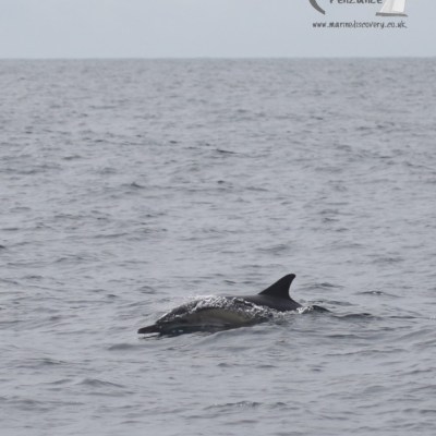 morning common dolphin