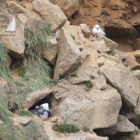 nesting fulmars