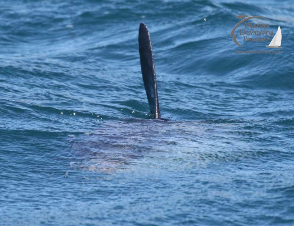 ocean sunfish