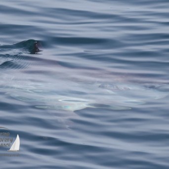 ocean sunfish