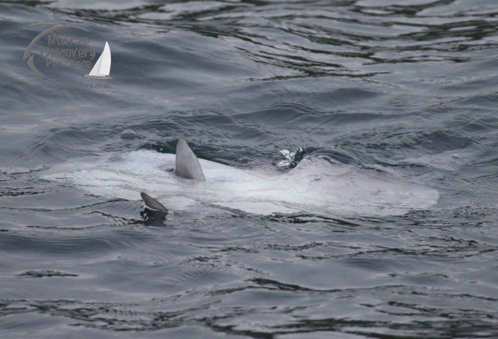 ocean sunfish