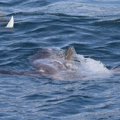 ocean sunfish