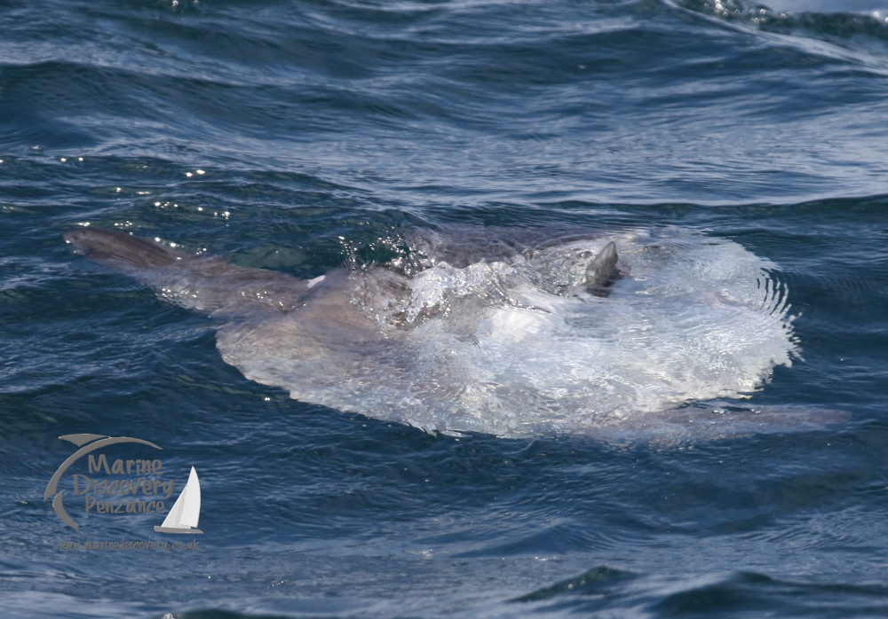 ocean sunfish