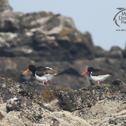 oystercatchers