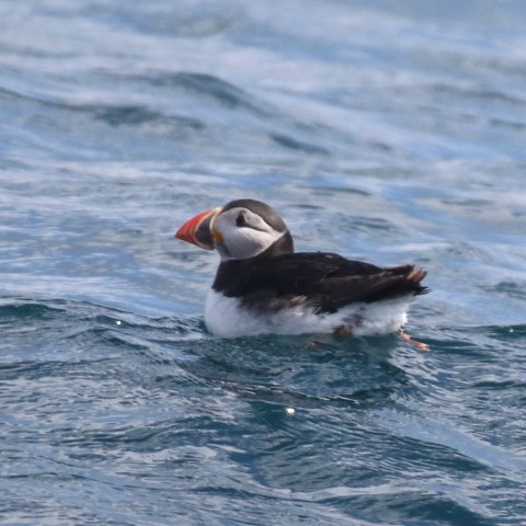 puffin