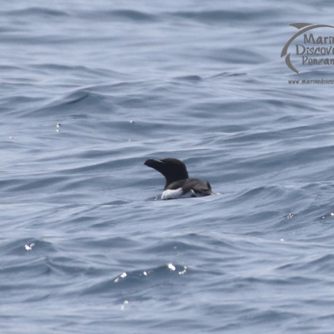 razorbill