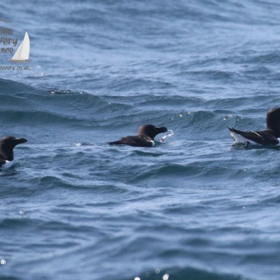 razorbills