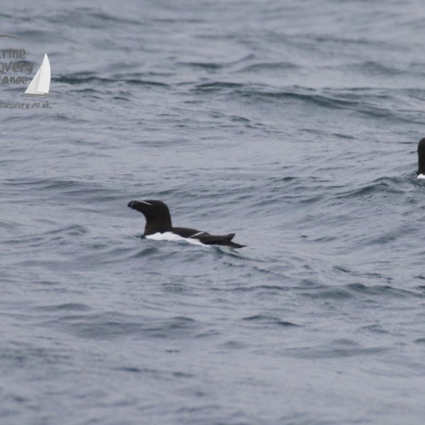 razorbills