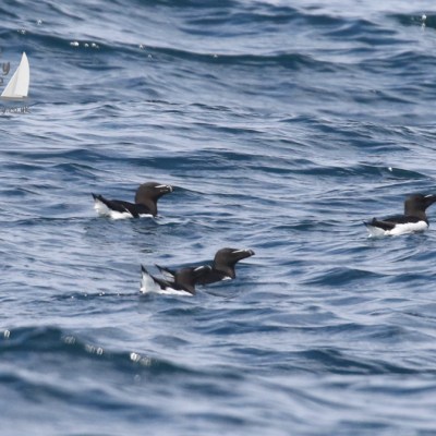 razorbills