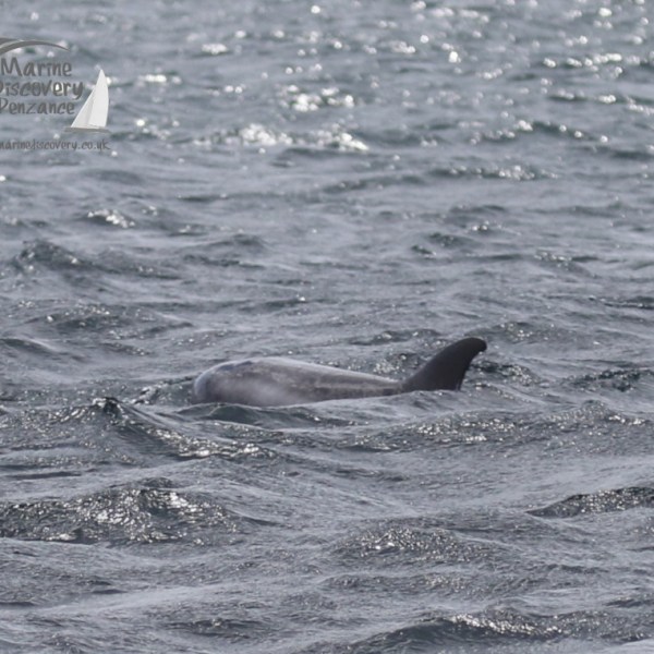 risso's dolphin