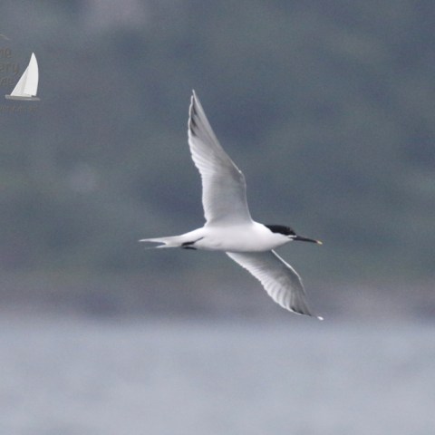 sandwich tern