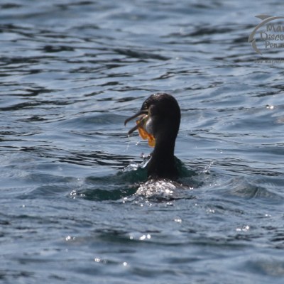 shag swallowing a fish