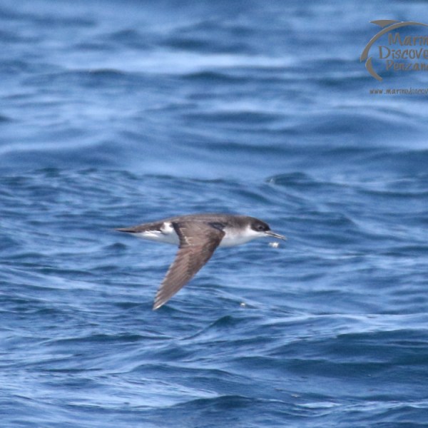 shearwater