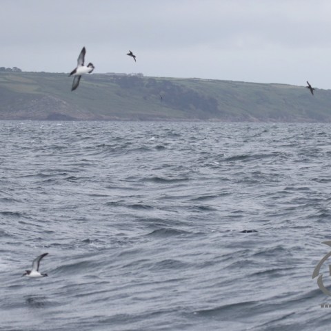 shearwaters