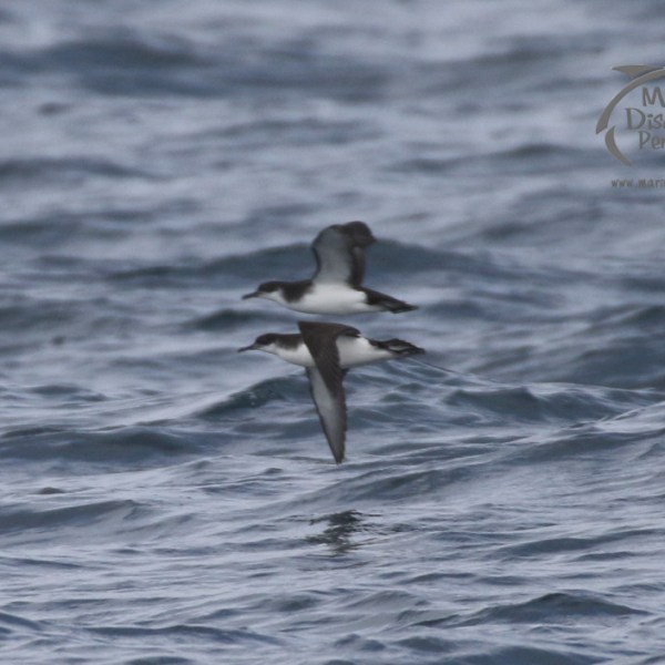 shearwaters