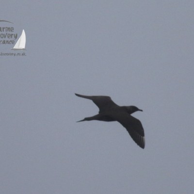 Arctic skua