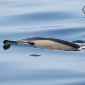 Common dolphin