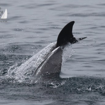 Common dolphin tail