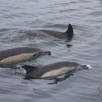Common dolphins