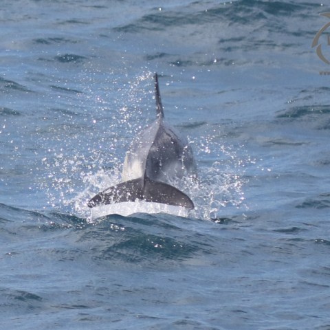 common dolphin