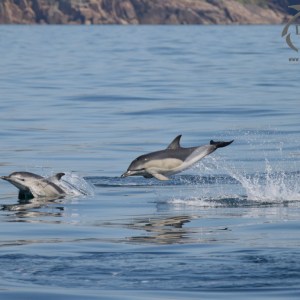 leaping common dolphins