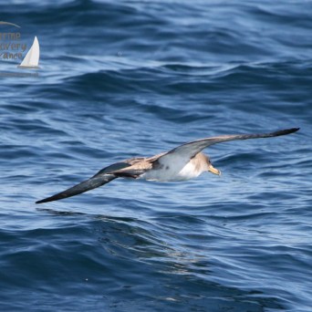 Cory's shearwater