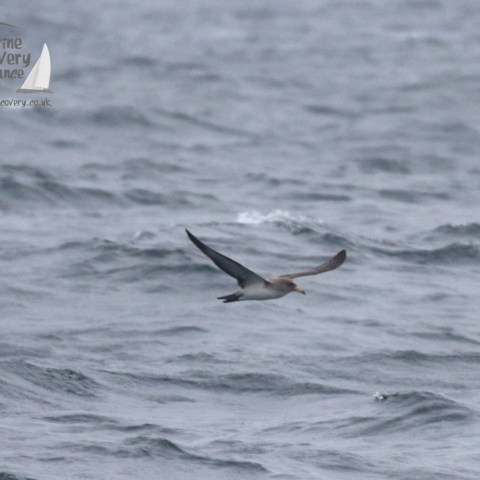 Cory's shearwater
