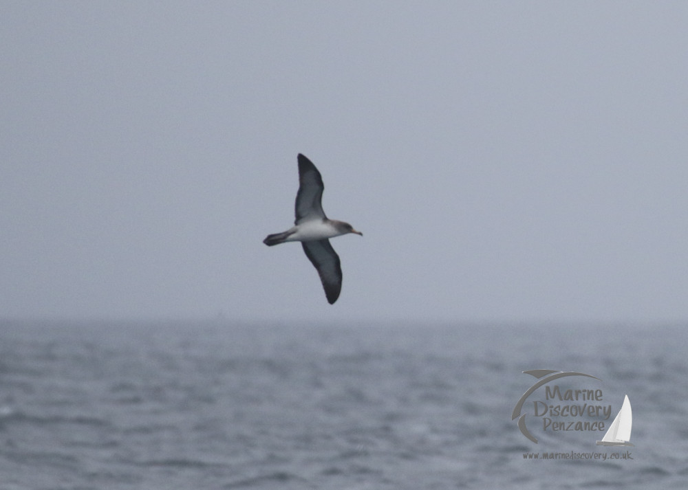 Cory's shearwater