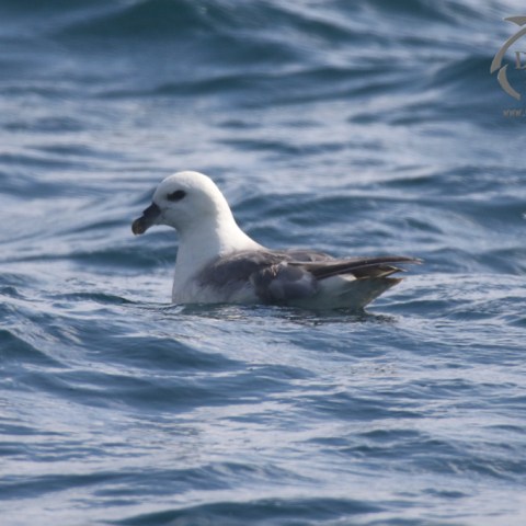 Fulmar