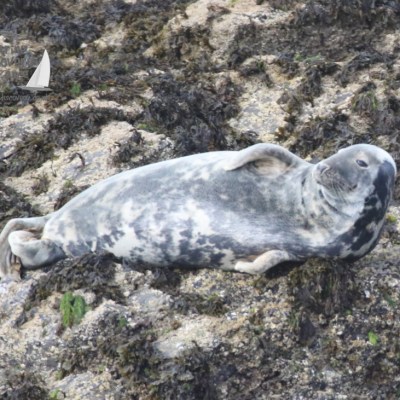 Grey seal Kelp