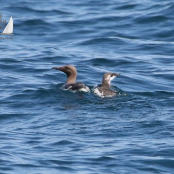 Guillemots