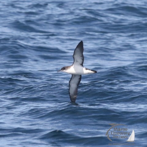 Manx shearwater