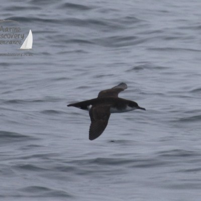 Manx shearwater