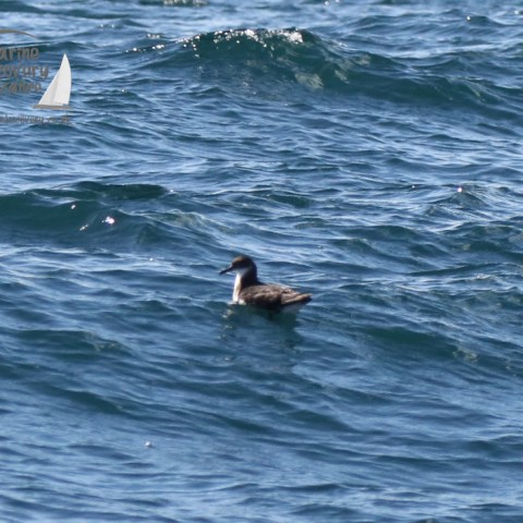 Manx shearwater