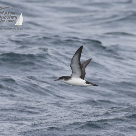 Manx shearwater
