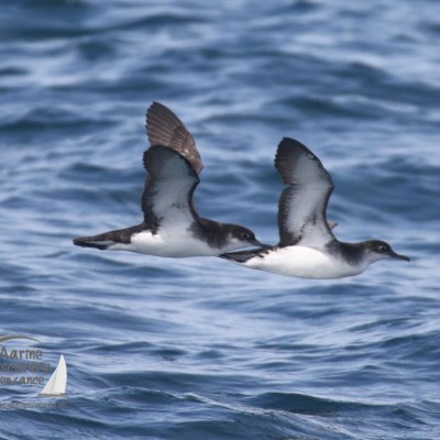Manx shearwaters
