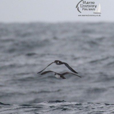Manx shearwaters
