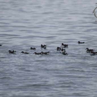 Manx shearwaters