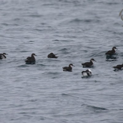 Manx shearwaters