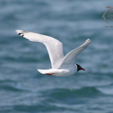 Mediterranean gull