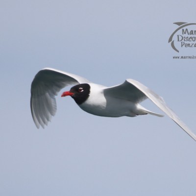 Mediterranean gull