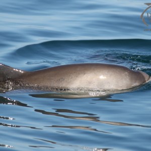 harbour porpoise