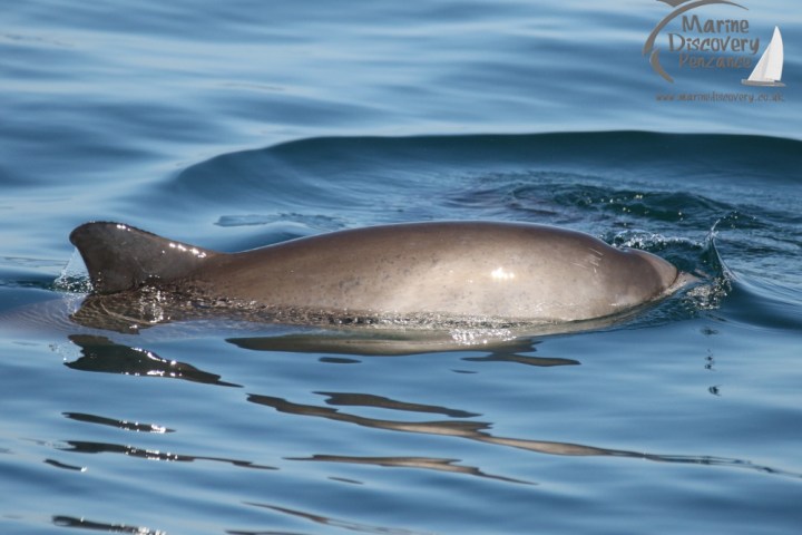 harbour porpoise