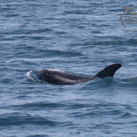 Risso's dolphin