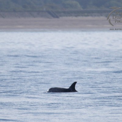 Risso's dolphin