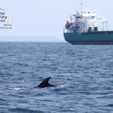 Risso's dolphin and ship