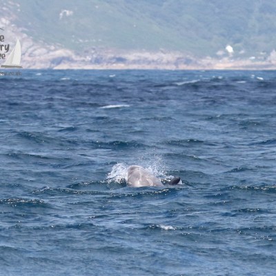 Risso's dolphin