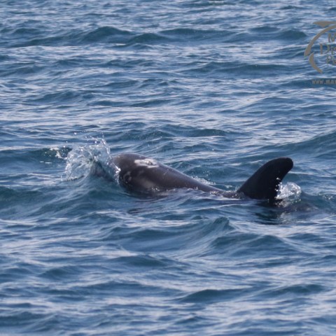 Risso's dolphin