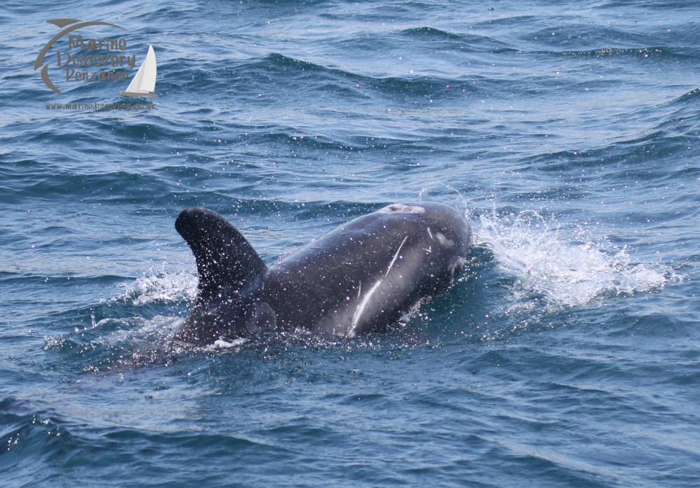 Risso's dolphin